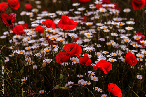 Fototapeta Naklejka Na Ścianę i Meble -  Flowers Red poppies blossom on wild field. Beautiful field red poppies with selective focus. Red poppies in soft light. Opium poppy. Glade of red poppies. Toning. Creative processing in dark low key