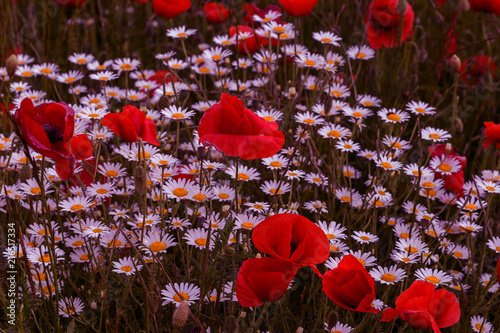 Fototapeta Naklejka Na Ścianę i Meble -  Flowers Red poppies blossom on wild field. Beautiful field red poppies with selective focus. Red poppies in soft light. Opium poppy. Glade of red poppies. Toning. Creative processing in dark low key