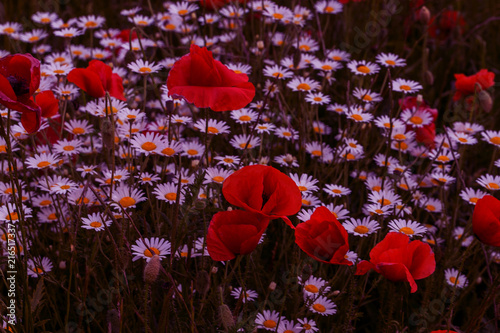 Fototapeta Naklejka Na Ścianę i Meble -  Flowers Red poppies blossom on wild field. Beautiful field red poppies with selective focus. Red poppies in soft light. Opium poppy. Glade of red poppies. Toning. Creative processing in dark low key
