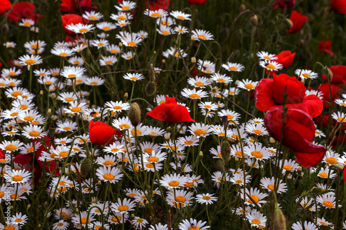 Fototapeta Naklejka Na Ścianę i Meble -  Flowers Red poppies blossom on wild field. Beautiful field red poppies with selective focus. Red poppies in soft light. Opium poppy. Glade of red poppies. Toning. Creative processing in dark low key