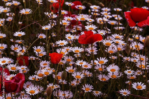 Fototapeta Naklejka Na Ścianę i Meble -  Flowers Red poppies blossom on wild field. Beautiful field red poppies with selective focus. Red poppies in soft light. Opium poppy. Glade of red poppies. Toning. Creative processing in dark low key