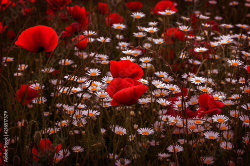 Fototapeta Naklejka Na Ścianę i Meble -  Flowers Red poppies blossom on wild field. Beautiful field red poppies with selective focus. Red poppies in soft light. Opium poppy. Glade of red poppies. Toning. Creative processing in dark low key