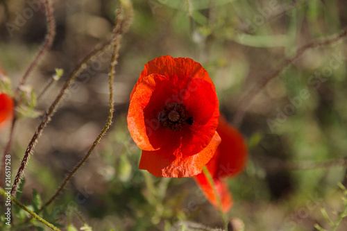 Fototapeta Naklejka Na Ścianę i Meble -  Flowers Red poppies blossom on wild field. Beautiful field red poppies with selective focus. Red poppies in soft light. Opium poppy. Natural drugs. Glade of red poppies. Lonely poppy. Soft focus blur