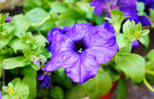 purple petunia blooms in the garden in the summer dark blue cluster of purple petunias hanging on tree close up