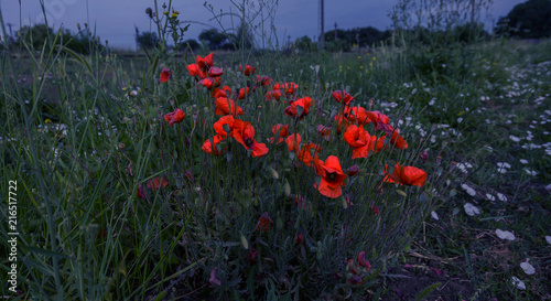 Fototapeta Naklejka Na Ścianę i Meble -  Flowers Red poppies bloom on wild field. Beautiful field red poppies with selective focus. soft light. Fashionable Creative Toning. Creative processing in dark lower key. Floral background for card