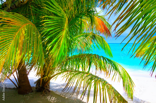 Wymarzona plaża z palmami na białym piasku i turkusowym oceanie