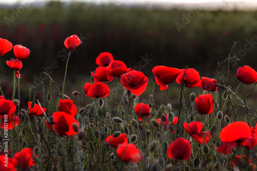 Flowers Red poppies blossom on wild field. Beautiful field red poppies with selective focus. Red poppies in soft light. Opium poppy. Glade of red poppies. Toning. Creative processing in dark low key