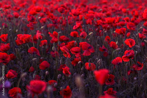 Fototapeta Naklejka Na Ścianę i Meble -  Flowers Red poppies blossom on wild field. Beautiful field red poppies with selective focus. Red poppies in soft light. Opium poppy. Glade of red poppies. Toning. Creative processing in dark low key