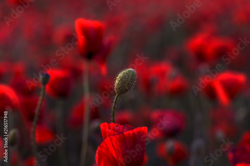 Fototapeta Naklejka Na Ścianę i Meble -  Flowers Red poppies blossom on wild field. Beautiful field red poppies with selective focus. Red poppies in soft light. Opium poppy. Glade of red poppies. Toning. Creative processing in dark low key