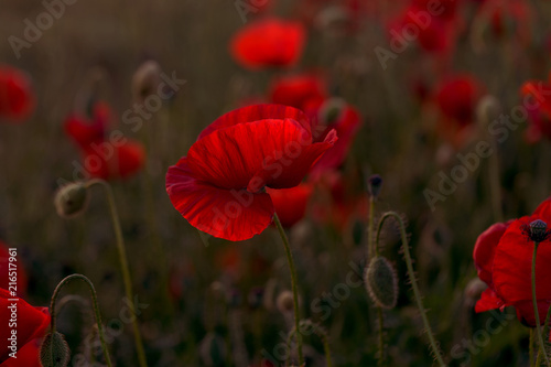 Fototapeta Naklejka Na Ścianę i Meble -  Flowers Red poppies blossom on wild field. Beautiful field red poppies with selective focus. Red poppies in soft light. Opium poppy. Glade of red poppies. Toning. Creative processing in dark low key