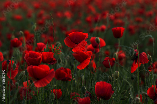 Flowers Red poppies blossom on wild field. Beautiful field red poppies with selective focus. Red poppies in soft light. Opium poppy. Glade of red poppies. Toning. Creative processing in dark low key