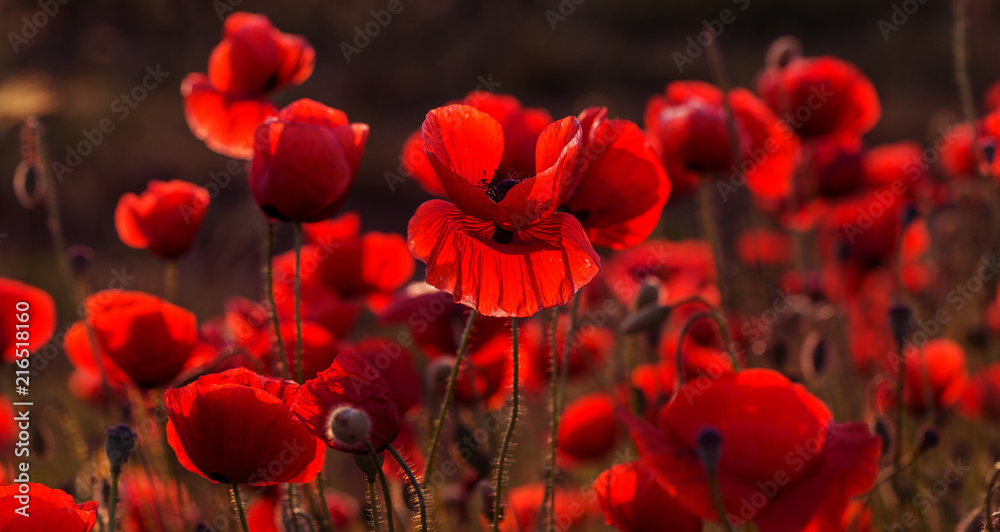 Fototapeta premium Flowers Red poppies blossom on wild field. Beautiful field red poppies with selective focus. Red poppies in soft light. Opium poppy. Glade of red poppies. Toning. Creative processing in dark low key