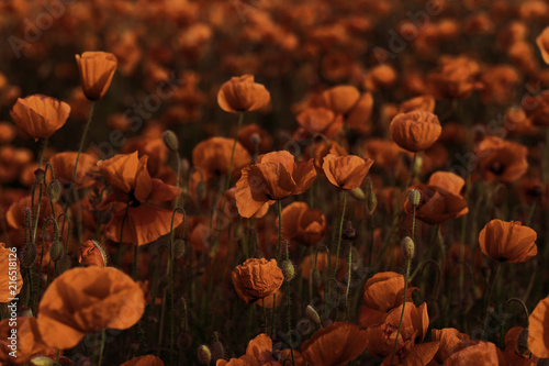 Fototapeta Naklejka Na Ścianę i Meble -  Flowers Red poppies blossom on wild field. Beautiful field red poppies with selective focus. Red poppies in soft light. Opium poppy. Glade of red poppies. Toning. Creative processing in dark low key