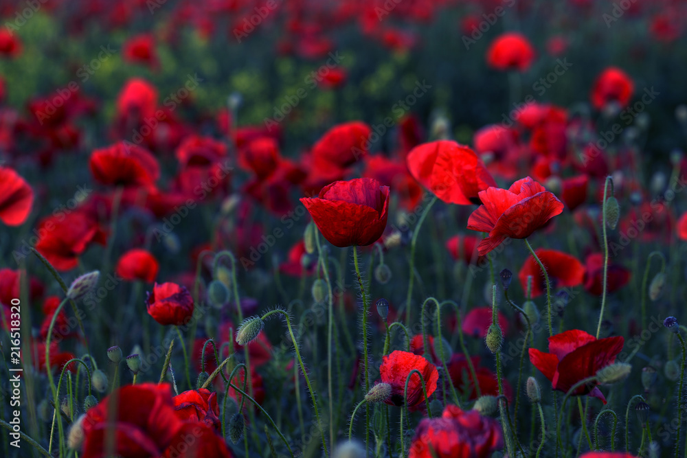 Flowers Red poppies blossom on wild field. Beautiful field red poppies with selective focus. Red poppies in soft light. Opium poppy. Glade of red poppies. Toning. Creative processing in dark low key Flowers Red poppies blossom on wild field. Beautiful field red poppies with selective focus. Red poppies in soft light. Opium poppy. Glade of red poppies. Toning. Creative processing in dark low key