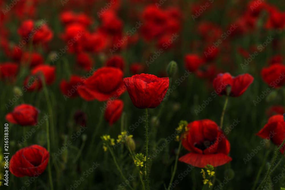 Flowers Red poppies blossom on wild field. Beautiful field red poppies with selective focus. Red poppies in soft light. Opium poppy. Glade of red poppies. Toning. Creative processing in dark low key