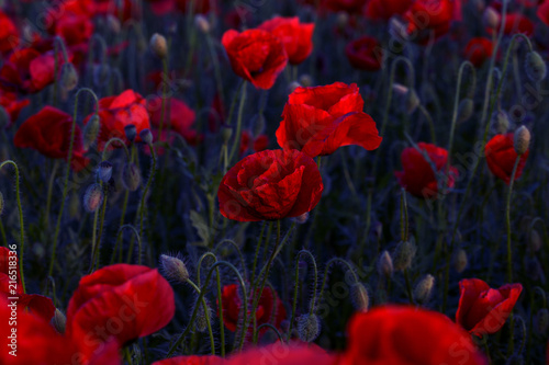 Fototapeta Naklejka Na Ścianę i Meble -  Flowers Red poppies blossom on wild field. Beautiful field red poppies with selective focus. Red poppies in soft light. Opium poppy. Glade of red poppies. Toning. Creative processing in dark low key