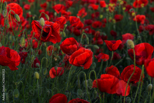 Fototapeta Naklejka Na Ścianę i Meble -  Flowers Red poppies blossom on wild field. Beautiful field red poppies with selective focus. Red poppies in soft light. Opium poppy. Glade of red poppies. Toning. Creative processing in dark low key