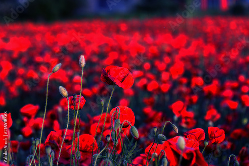 Fototapeta Naklejka Na Ścianę i Meble -  Flowers Red poppies blossom on wild field. Beautiful field red poppies with selective focus. Red poppies in soft light. Opium poppy. Glade of red poppies. Toning. Creative processing in dark low key