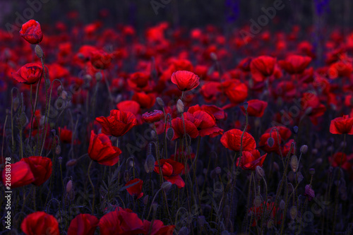 Flowers Red poppies blossom on wild field. Beautiful field red poppies with selective focus. Red poppies in soft light. Opium poppy. Glade of red poppies. Toning. Creative processing in dark low key