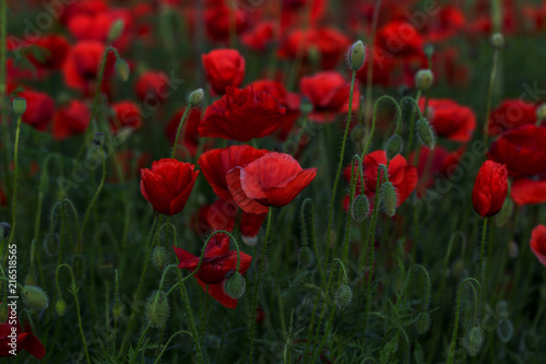 Flowers Red poppies blossom on wild field. Beautiful field red poppies with selective focus. Red poppies in soft light. Opium poppy. Glade of red poppies. Toning. Creative processing in dark low key