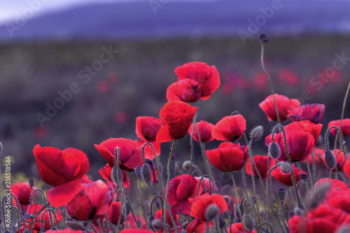 Fototapeta Naklejka Na Ścianę i Meble -  Flowers Red poppies blossom on wild field. Beautiful field red poppies with selective focus. Red poppies in soft light. Opium poppy. Glade of red poppies. Toning. Creative processing in dark low key