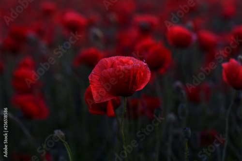 Fototapeta Naklejka Na Ścianę i Meble -  Flowers Red poppies blossom on wild field. Beautiful field red poppies with selective focus. Red poppies in soft light. Opium poppy. Glade of red poppies. Toning. Creative processing in dark low key