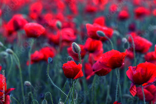 Fototapeta Naklejka Na Ścianę i Meble -  Flowers Red poppies blossom on wild field. Beautiful field red poppies with selective focus. Red poppies in soft light. Opium poppy. Glade of red poppies. Toning. Creative processing in dark low key