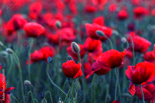 Flowers Red poppies blossom on wild field. Beautiful field red poppies with selective focus. Red poppies in soft light. Opium poppy. Glade of red poppies. Toning. Creative processing in dark low key