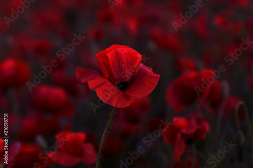 Fototapeta Naklejka Na Ścianę i Meble -  Flowers Red poppies blossom on wild field. Beautiful field red poppies with selective focus. Red poppies in soft light. Opium poppy. Glade of red poppies. Toning. Creative processing in dark low key