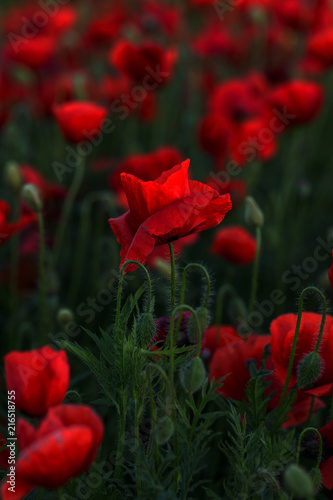 Fototapeta Naklejka Na Ścianę i Meble -  Flowers Red poppies blossom on wild field. Beautiful field red poppies with selective focus. Red poppies in soft light. Opium poppy. Glade of red poppies. Toning. Creative processing in dark low key