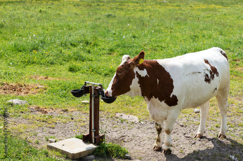 A well fed cow on a pasture in the mountains