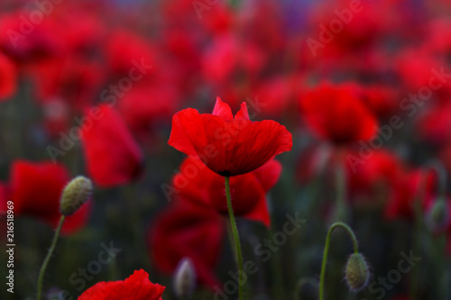 Fototapeta Naklejka Na Ścianę i Meble -  Flowers Red poppies blossom on wild field. Beautiful field red poppies with selective focus. Red poppies in soft light. Opium poppy. Glade of red poppies. Toning. Creative processing in dark low key