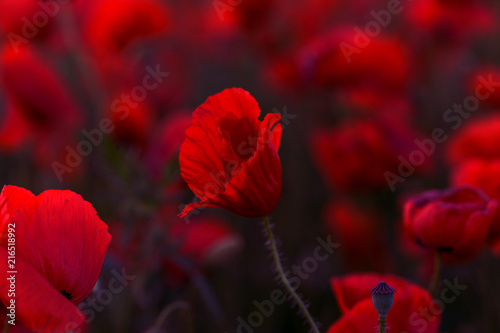 Fototapeta Naklejka Na Ścianę i Meble -  Flowers Red poppies blossom on wild field. Beautiful field red poppies with selective focus. Red poppies in soft light. Opium poppy. Glade of red poppies. Toning. Creative processing in dark low key