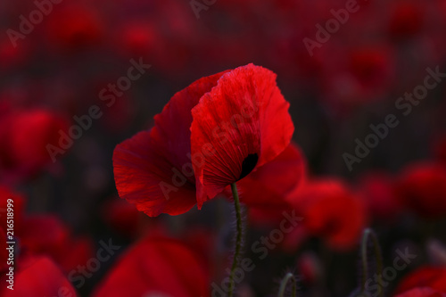 Fototapeta Naklejka Na Ścianę i Meble -  Flowers Red poppies blossom on wild field. Beautiful field red poppies with selective focus. Red poppies in soft light. Opium poppy. Glade of red poppies. Toning. Creative processing in dark low key