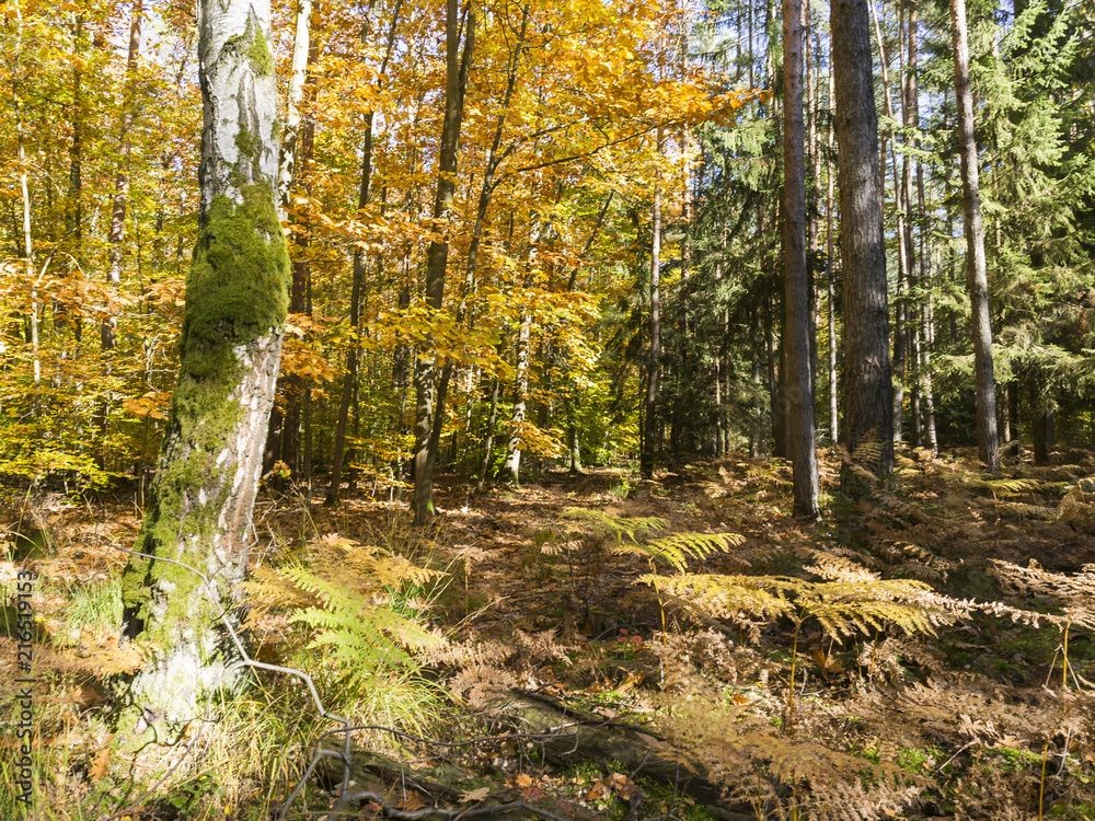 Fototapeta premium autumn trees - the autumn season begins