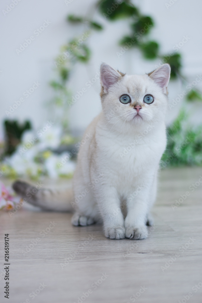 Scottish kitten posing Summer Photo Scottish kitten posing Summer Photo