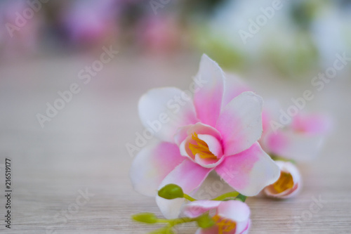 Summer flower pink orchid