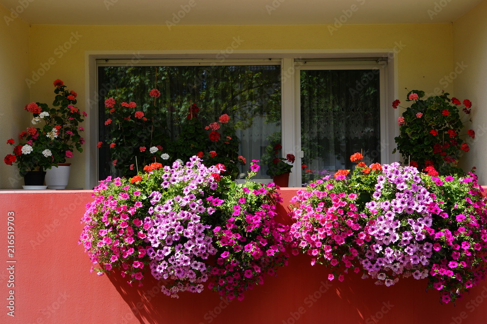 Blütenpracht,Balkon,Sommerblumen