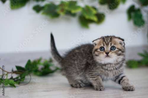 kitty cat munchkin fluffy, animal