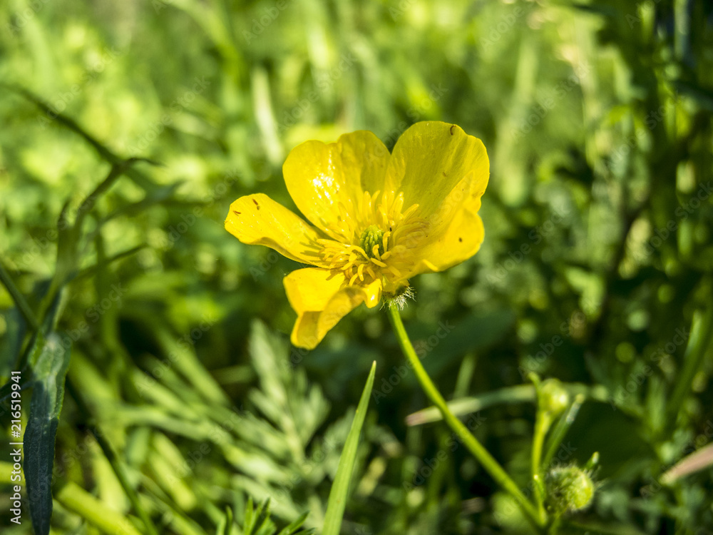 Obraz premium Buttercup.