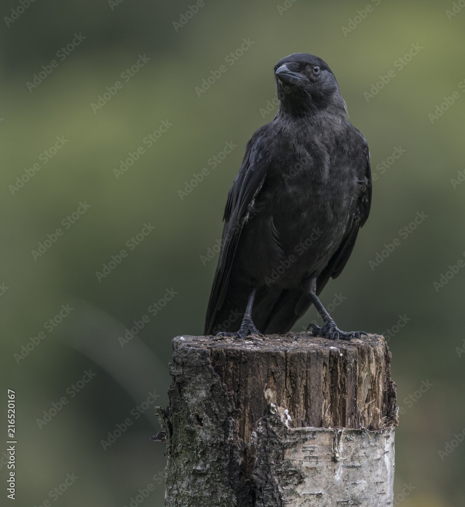 Obraz premium Jackdaw (Corvus monedula) perched on tree stump