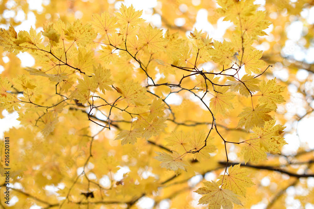 Yellow maple leaves border at autumn forest, blurred background. Season changing. A tree branch of maple, fall.