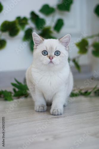 Scottish kitten british cat munchkin
