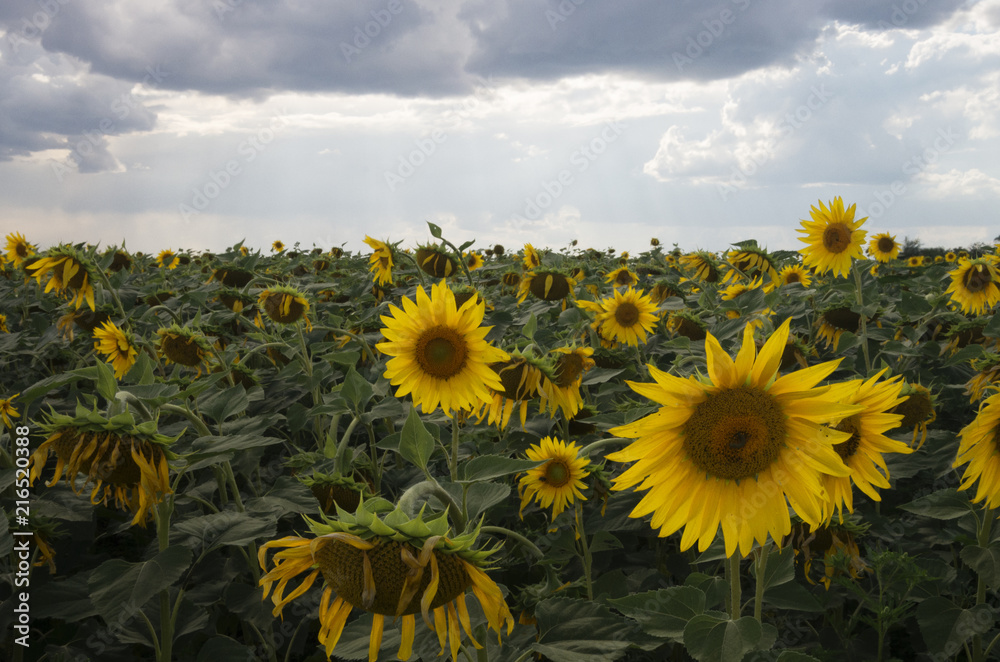 Fototapeta premium sunflower field over cloudy blue sky, natural