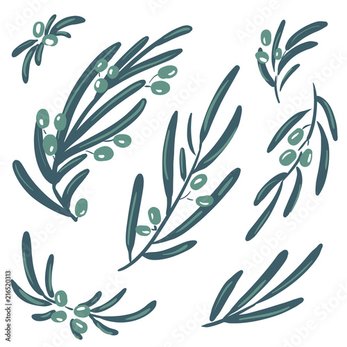 Set of vector stylized illustrations of olive branches isolated on white background.