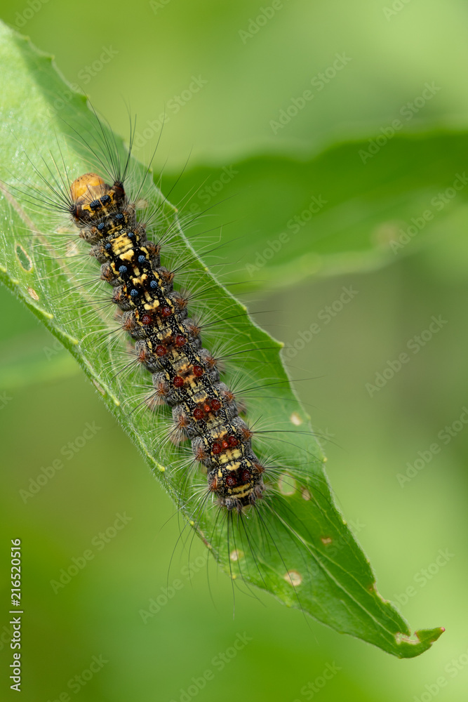 A hairy caterpillar on green leaf