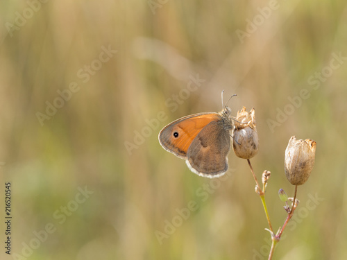 The small heath (Coenonympha pamphilus) butterfly  belonging to the family Nymphalidae photo