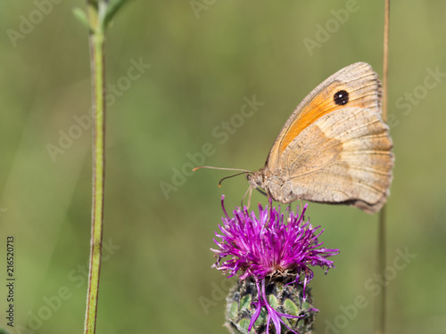 The meadow brown (Maniola jurtina) butterfly sitting on a flower