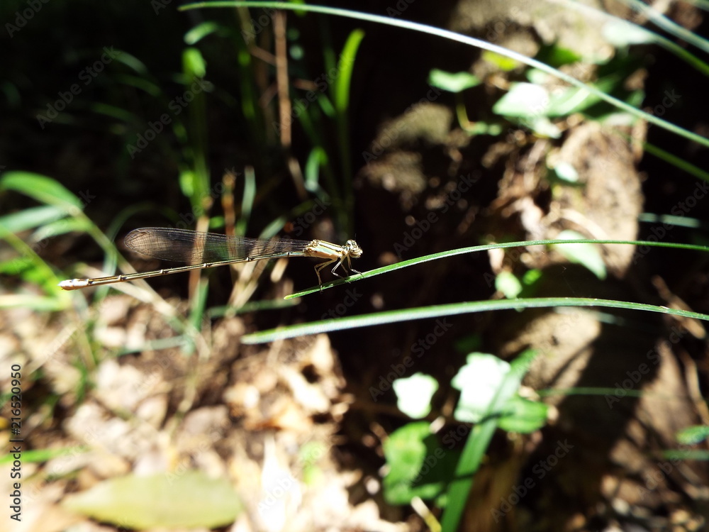 Obraz premium イトトンボ damselfly