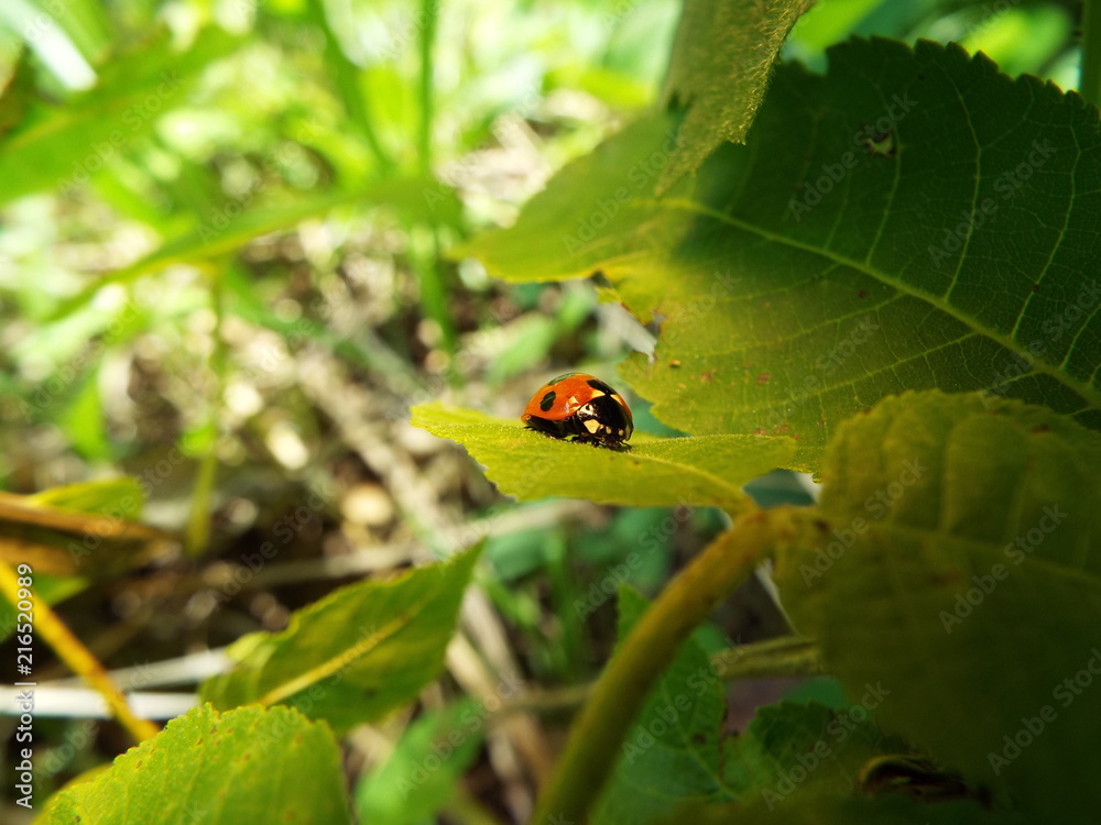 Fototapeta premium ナナホシテントウ lady bug